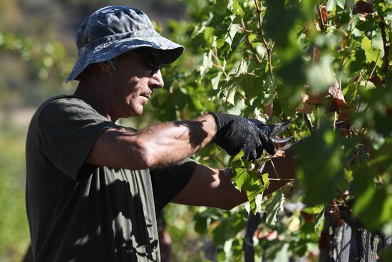 Russia Crimea Agriculture Harvesting