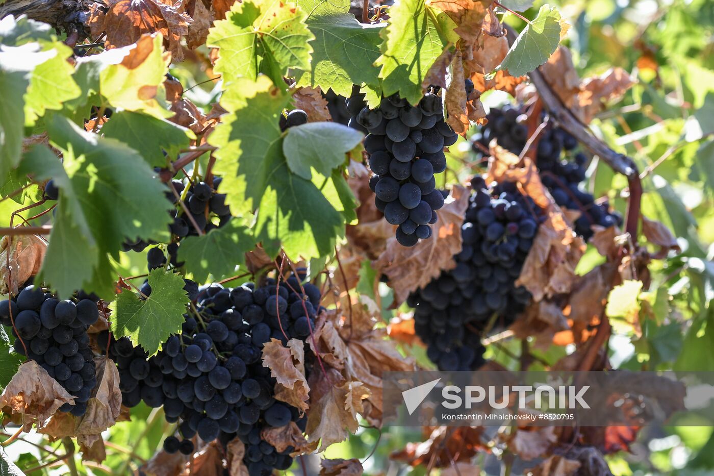 Russia Crimea Agriculture Harvesting