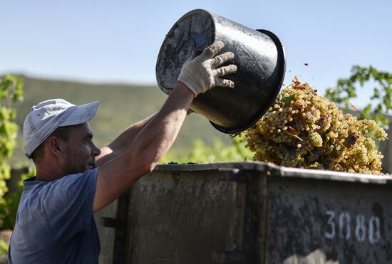 Russia Crimea Agriculture Harvesting
