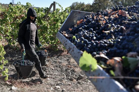 Russia Crimea Agriculture Harvesting