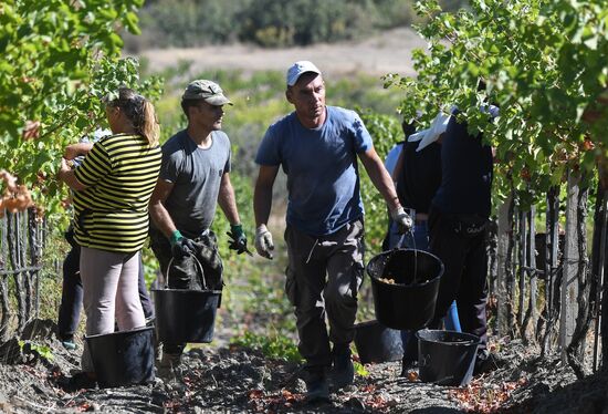 Russia Crimea Agriculture Harvesting