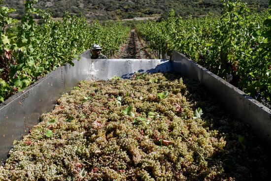 Russia Crimea Agriculture Harvesting