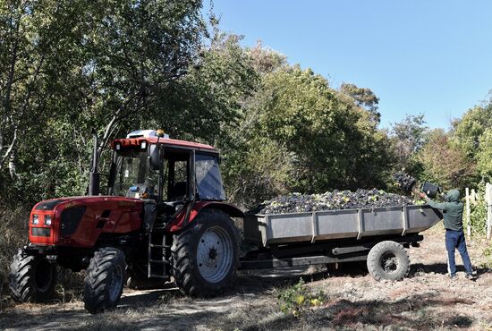 Russia Crimea Agriculture Harvesting