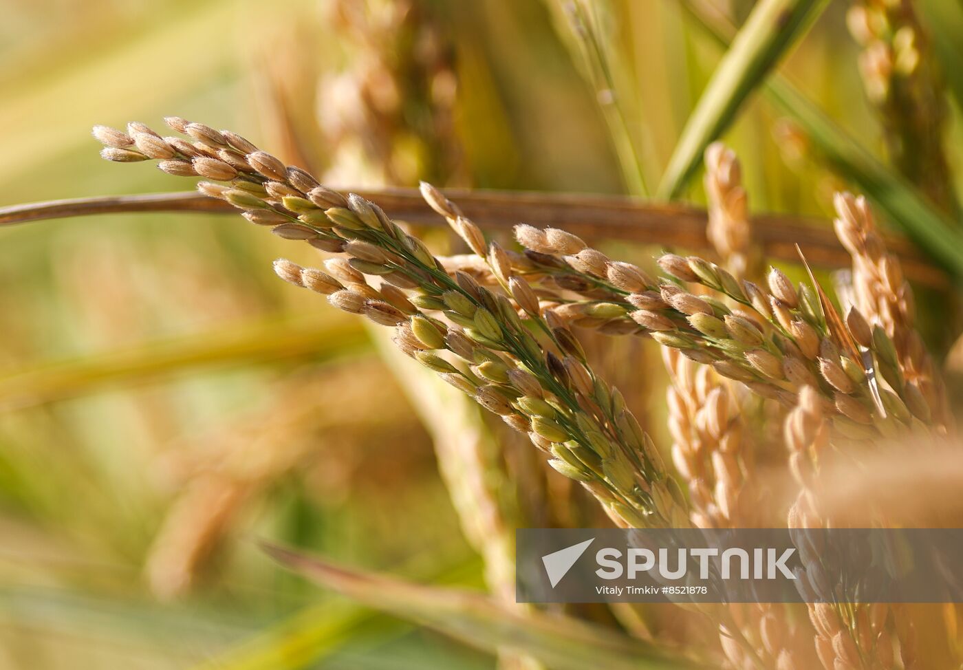 Russia Rice Harvesting