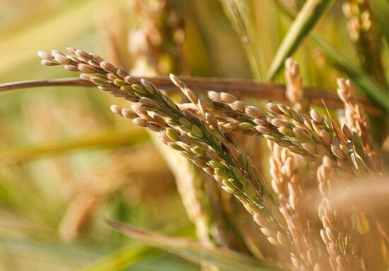 Russia Rice Harvesting