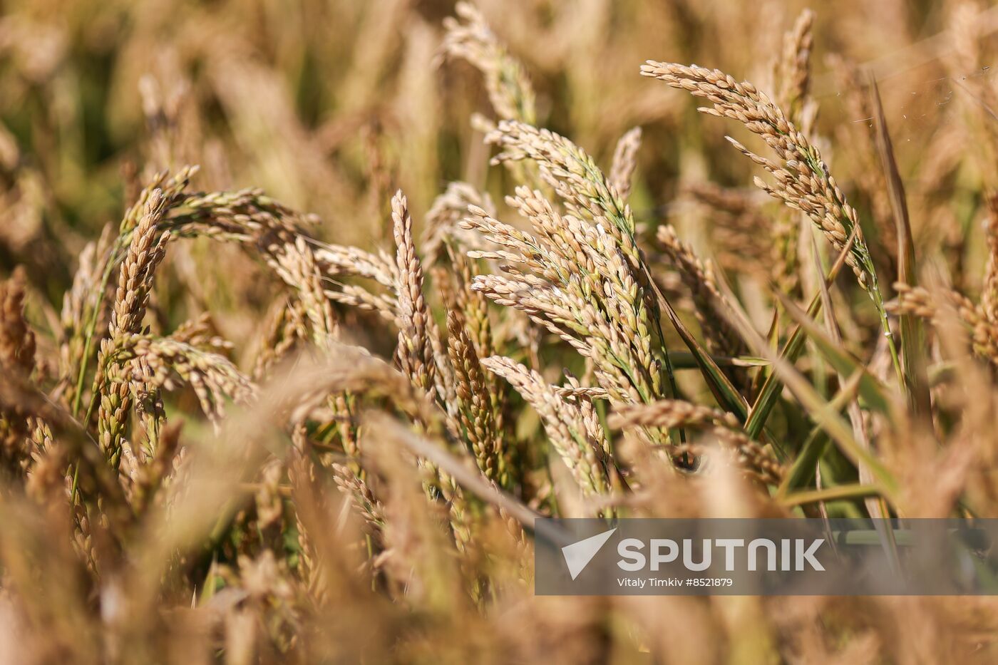 Russia Rice Harvesting