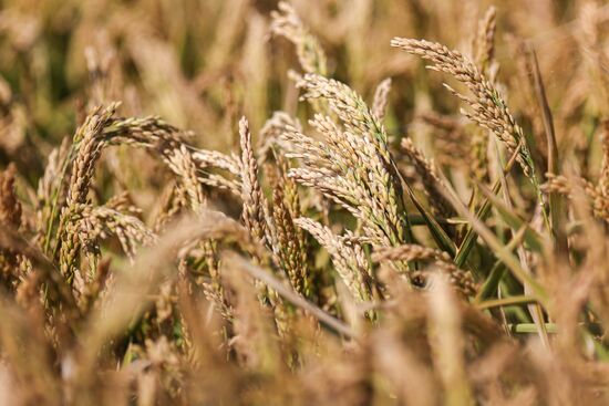 Russia Rice Harvesting