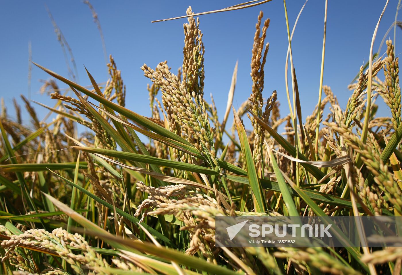 Russia Rice Harvesting