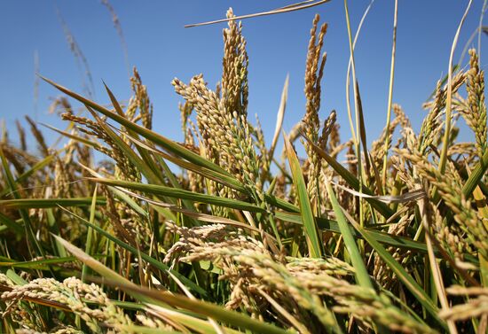 Russia Rice Harvesting
