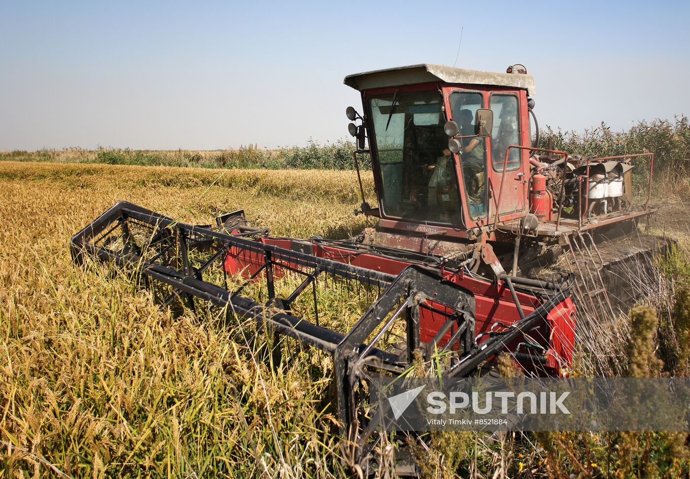 Russia Rice Harvesting