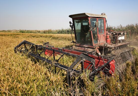 Russia Rice Harvesting
