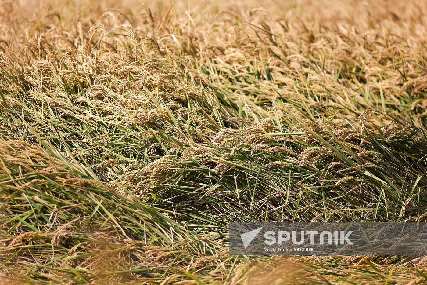 Russia Rice Harvesting