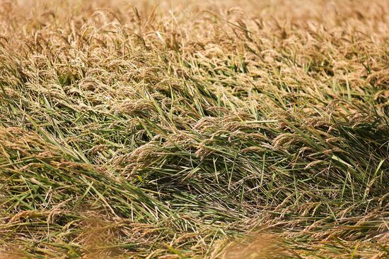 Russia Rice Harvesting