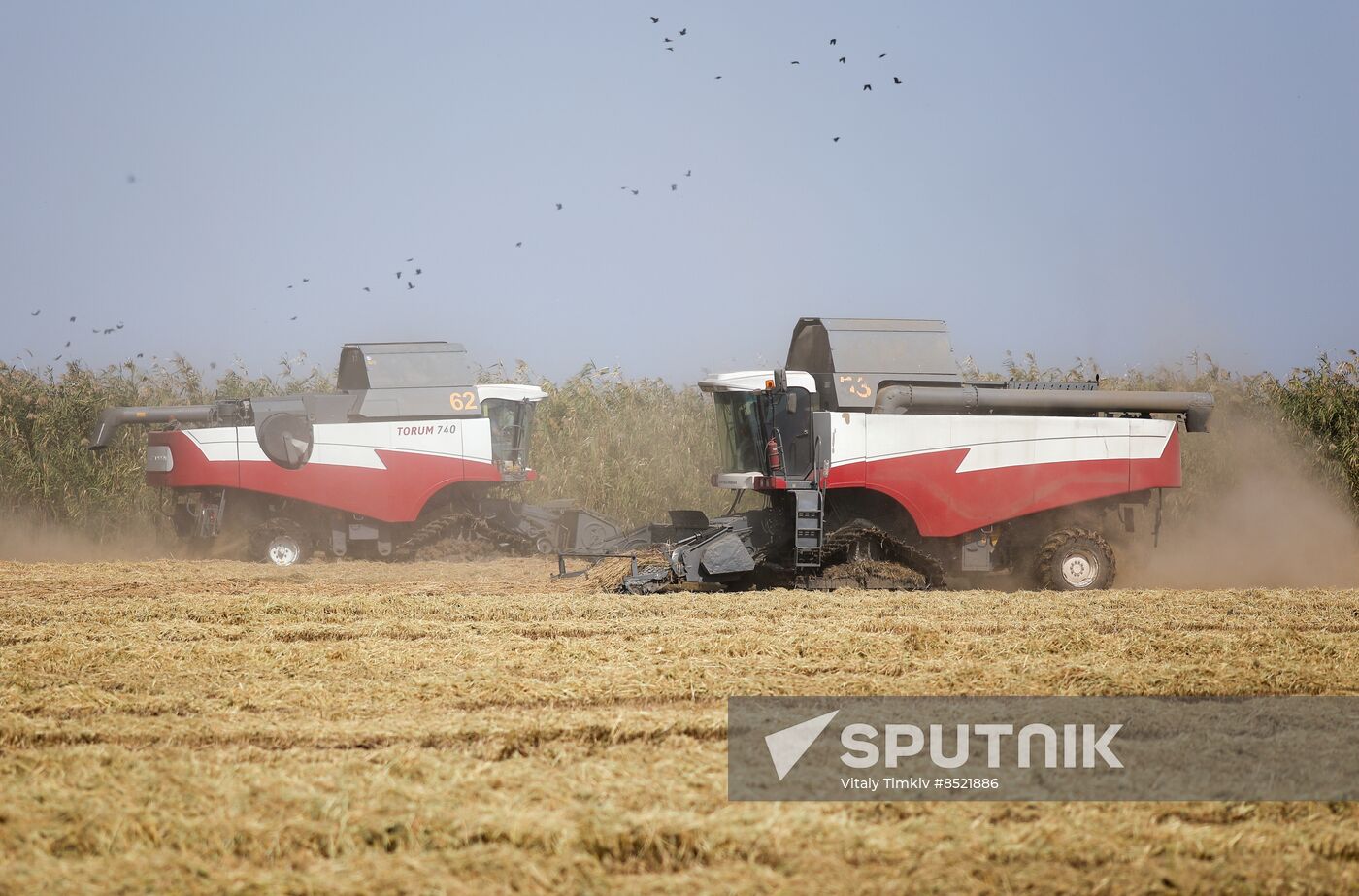 Russia Rice Harvesting