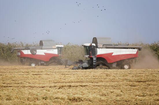 Russia Rice Harvesting