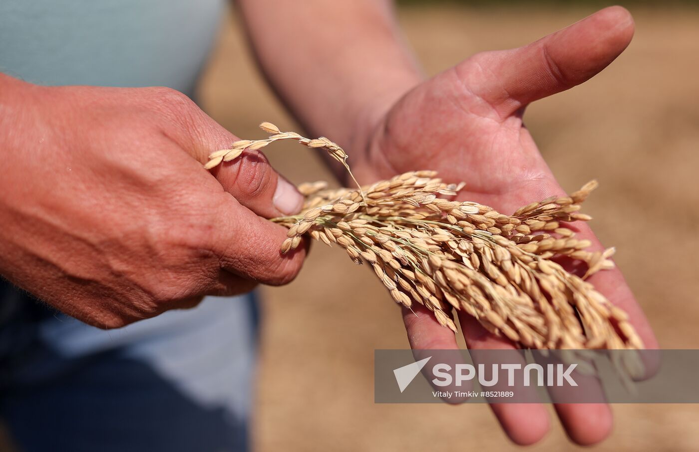 Russia Rice Harvesting