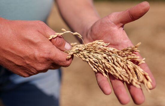 Russia Rice Harvesting