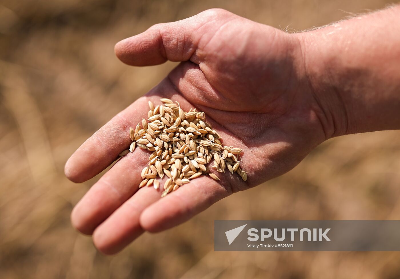 Russia Rice Harvesting