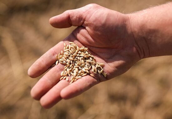 Russia Rice Harvesting