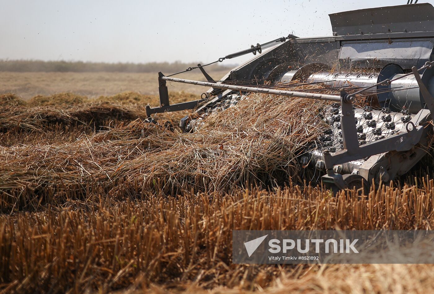 Russia Rice Harvesting