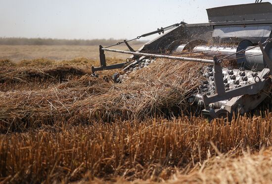 Russia Rice Harvesting