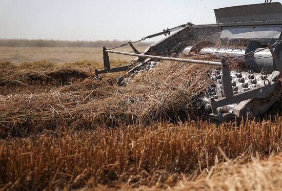 Russia Rice Harvesting