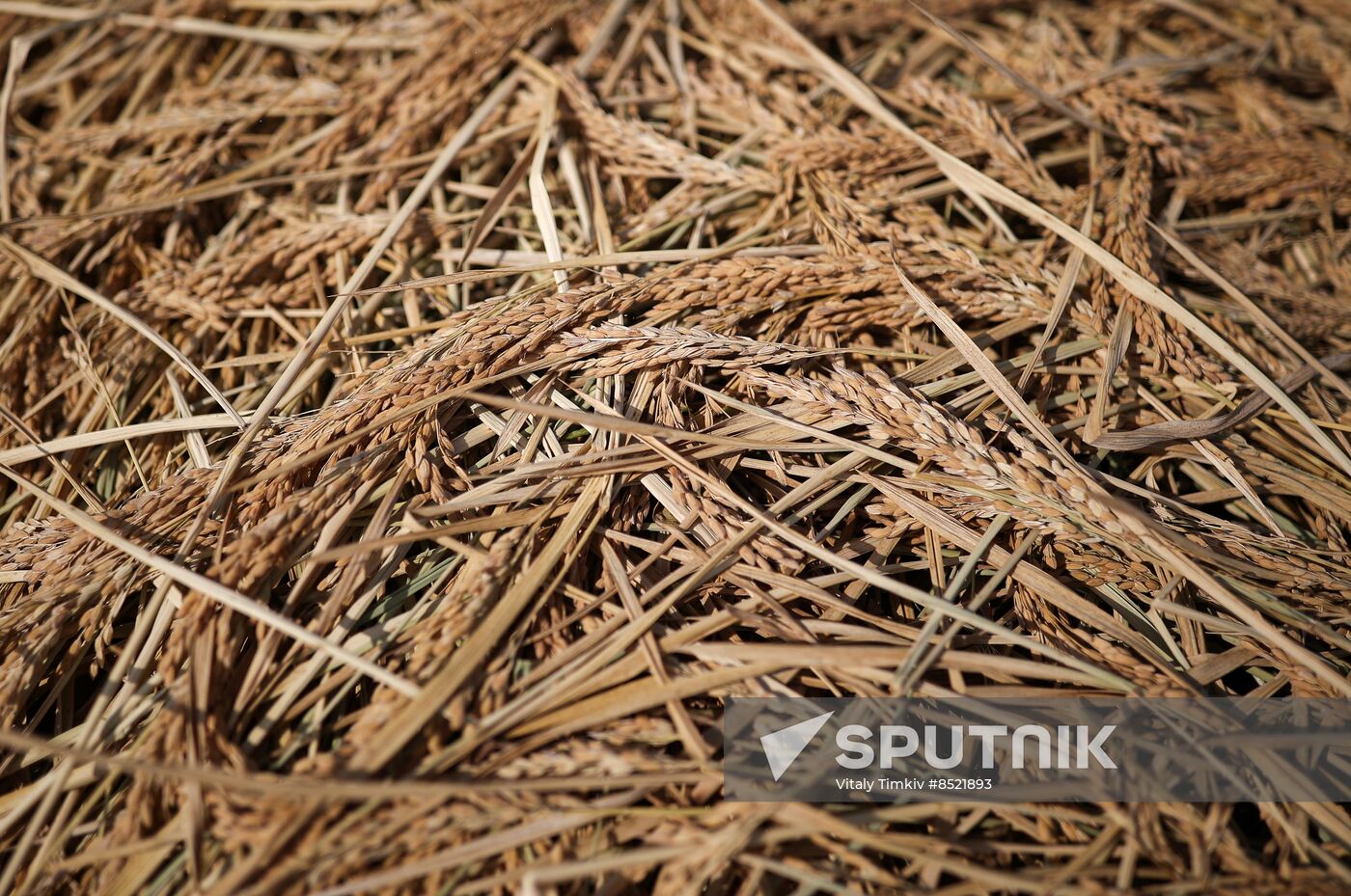 Russia Rice Harvesting