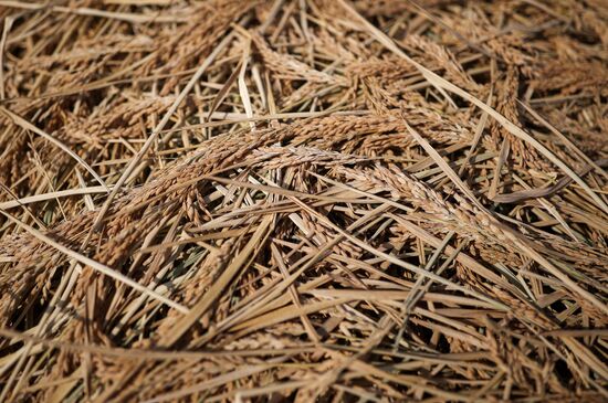 Russia Rice Harvesting