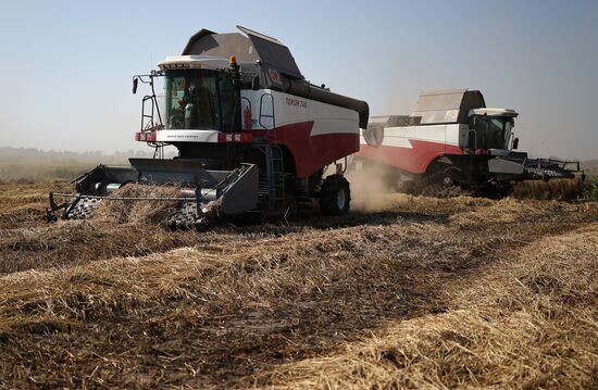 Russia Rice Harvesting