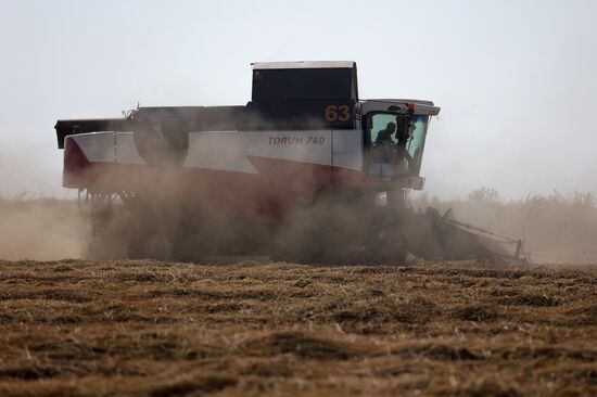 Russia Rice Harvesting