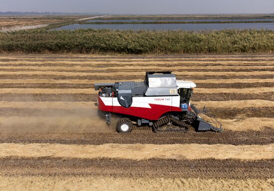 Russia Rice Harvesting