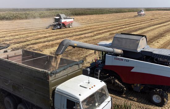 Russia Rice Harvesting