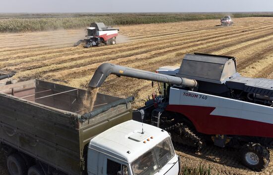 Russia Rice Harvesting