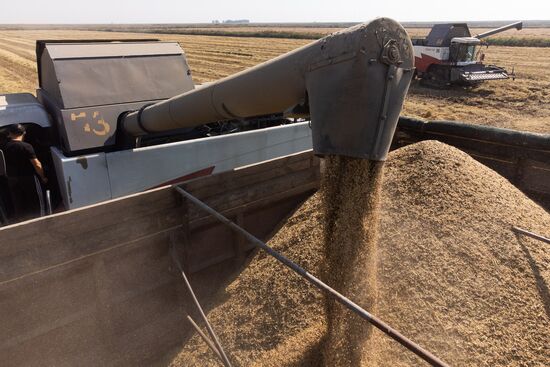 Russia Rice Harvesting
