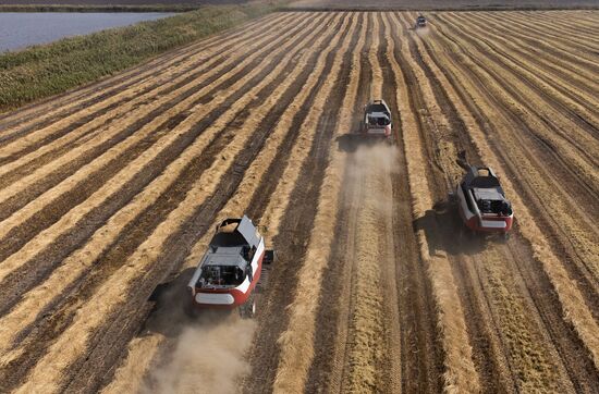 Russia Rice Harvesting