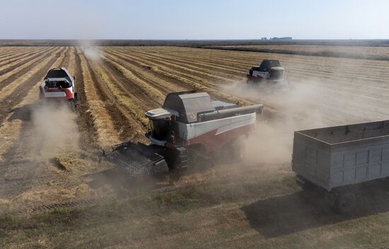 Russia Rice Harvesting