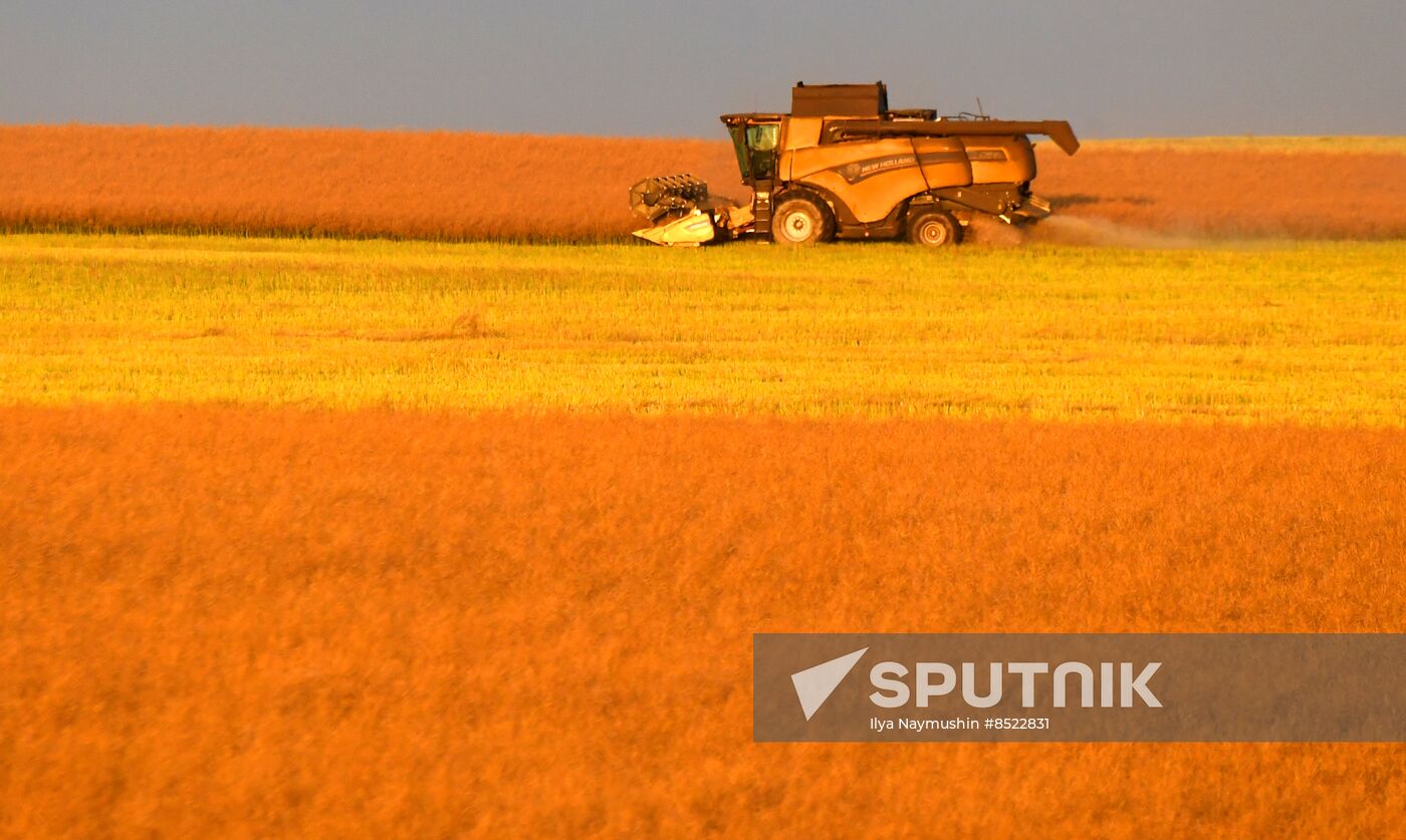 Russia Agriculture Rapeseed Harvesting