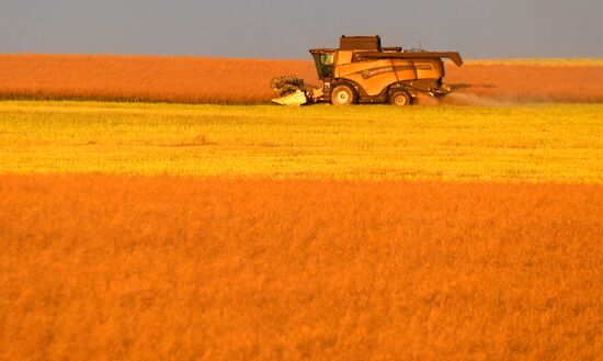 Russia Agriculture Rapeseed Harvesting