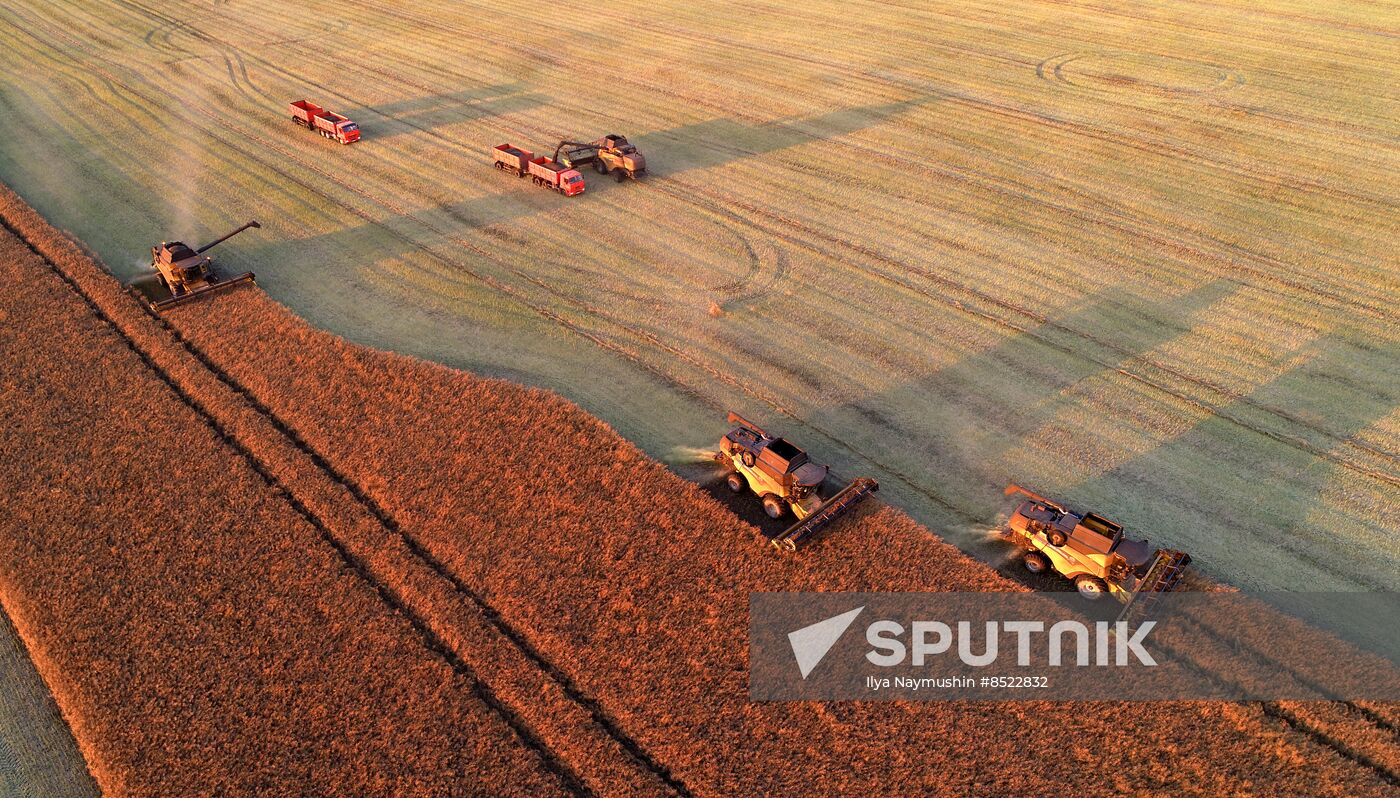 Russia Agriculture Rapeseed Harvesting