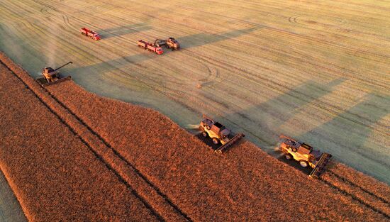 Russia Agriculture Rapeseed Harvesting