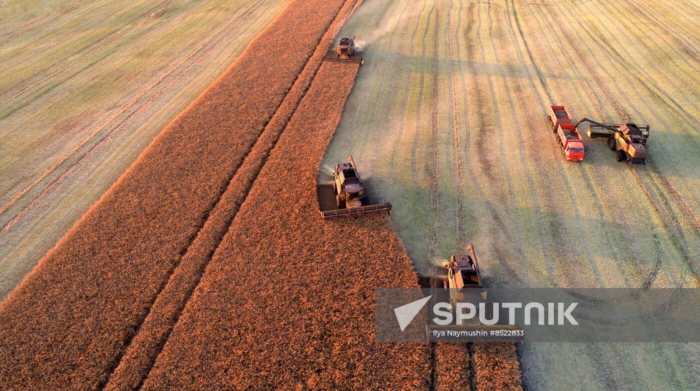 Russia Agriculture Rapeseed Harvesting