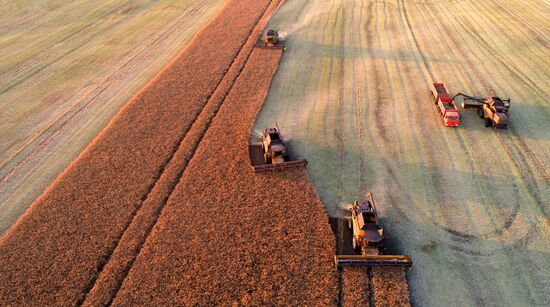 Russia Agriculture Rapeseed Harvesting