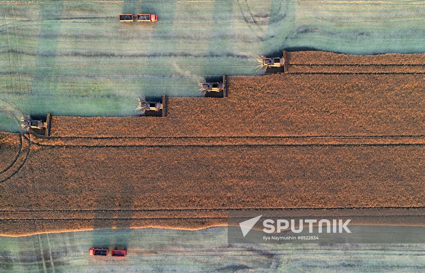 Russia Agriculture Rapeseed Harvesting