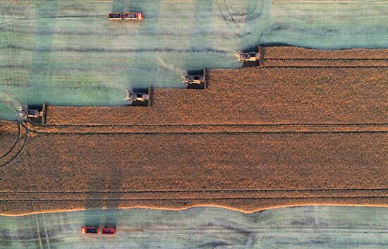 Russia Agriculture Rapeseed Harvesting