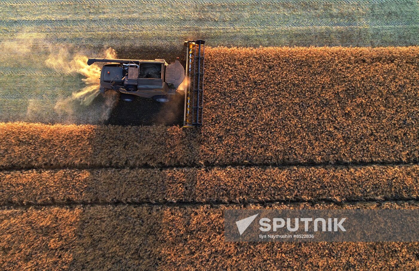 Russia Agriculture Rapeseed Harvesting