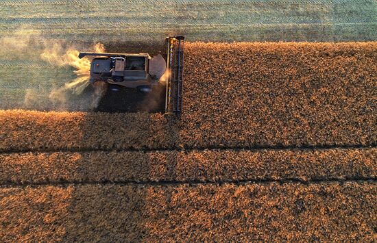 Russia Agriculture Rapeseed Harvesting