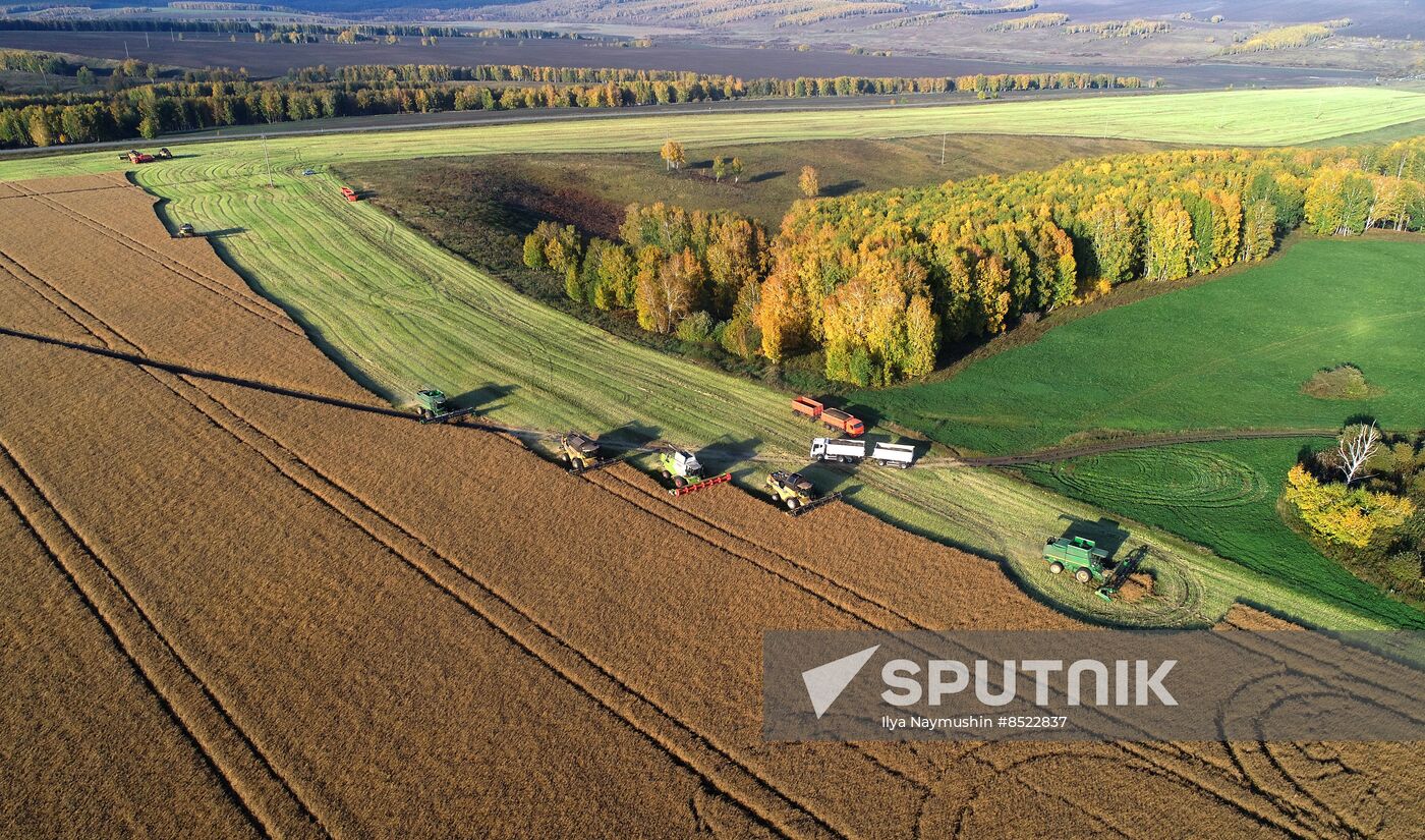 Russia Agriculture Rapeseed Harvesting