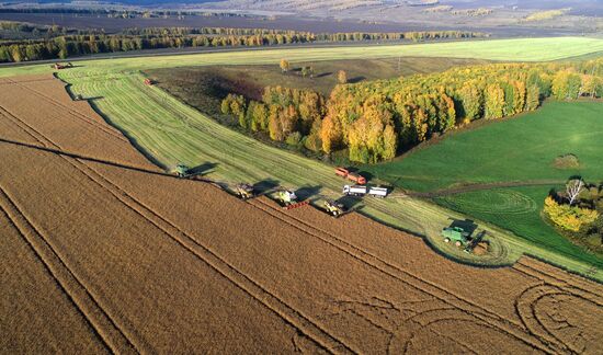 Russia Agriculture Rapeseed Harvesting