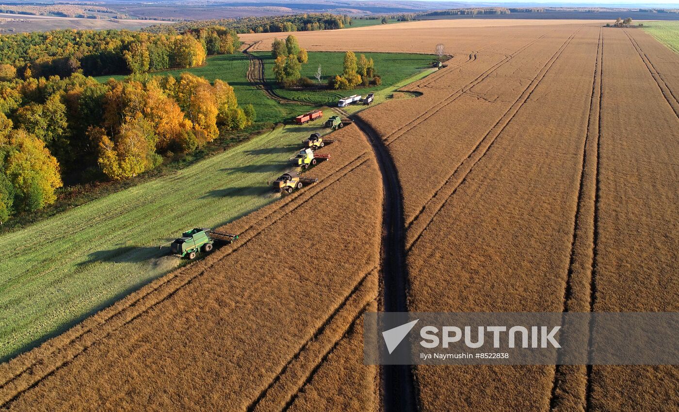 Russia Agriculture Rapeseed Harvesting