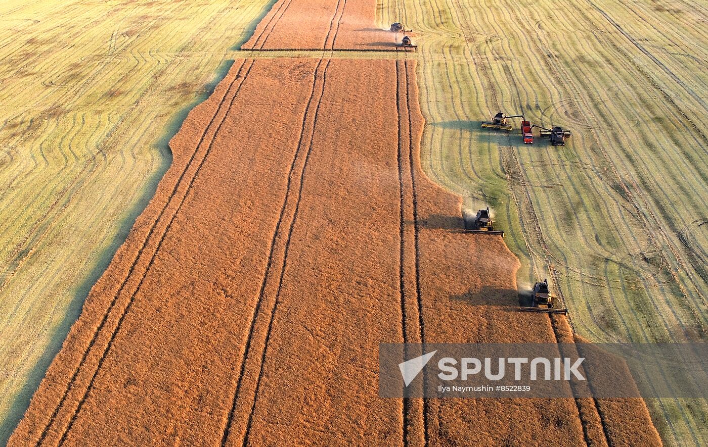 Russia Agriculture Rapeseed Harvesting